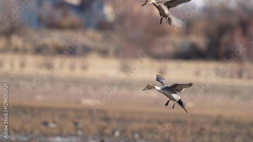 Pair of Pintail ducks flying in to land in slow motion while migrating through Utah.