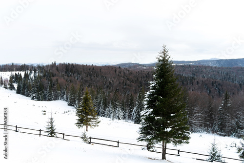 Landscape covered with snow in the Carpathian mountains photo
