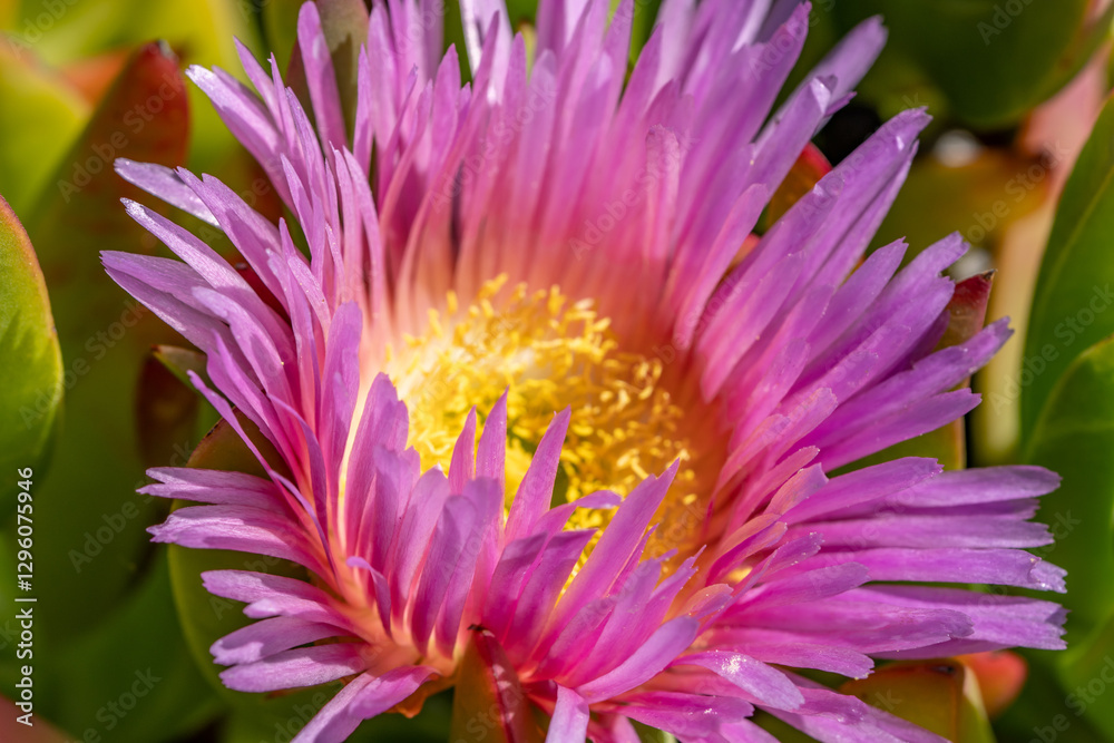Carpobrotus chilensis is a species of edible succulent plant known by the common name sea fig. ornamental plant. La Jolla Tide Pools, San Diego, California Carpobrotus chilensis is a species of edible succulent plant known by the common name sea fig. ornamental plant. La Jolla Tide Pools, San Diego, California