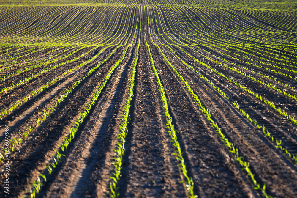 Endless rows of green corn creating wave-like patterns in farmland. Rural agriculture scene Endless rows of green corn creating wave-like patterns in farmland. Rural agriculture scene