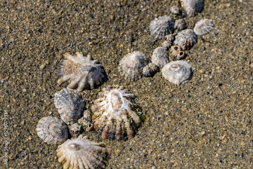 Lottia scabra or the rough limpet is a species of sea snail, a true limpet, a marine gastropod mollusk in the family Lottiidae. La Jolla Tide Pools, San Diego, California