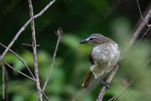 Bild auf Leinwand A close up shot of a vibrant White browed bulbul perched gracefully on a thin, forked twig