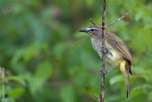 A close up shot of a vibrant White browed bulbul perched gracefully on a thin, forked twig. The background is soft, blurred green foliage. photo