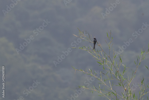 The beautiful Ashy drongo with dark plumage, with a long forked tail, resting on a thin, upright stem of a plant.  photo