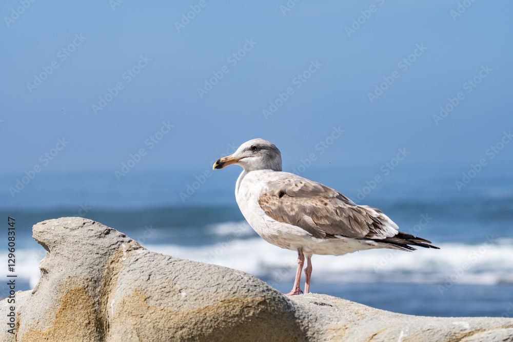 The western gull (Larus occidentalis) is a large white-headed gull that lives on the west coast of North America and the Pacific Ocean. La Jolla Tide Pools, San Diego, California The western gull (Larus occidentalis) is a large white-headed gull that lives on the west coast of North America and the Pacific Ocean. La Jolla Tide Pools, San Diego, California