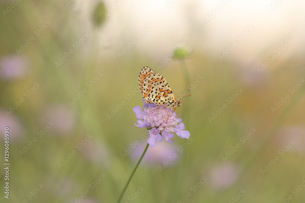 Obraz premium una farfalla melitaea al tramonto