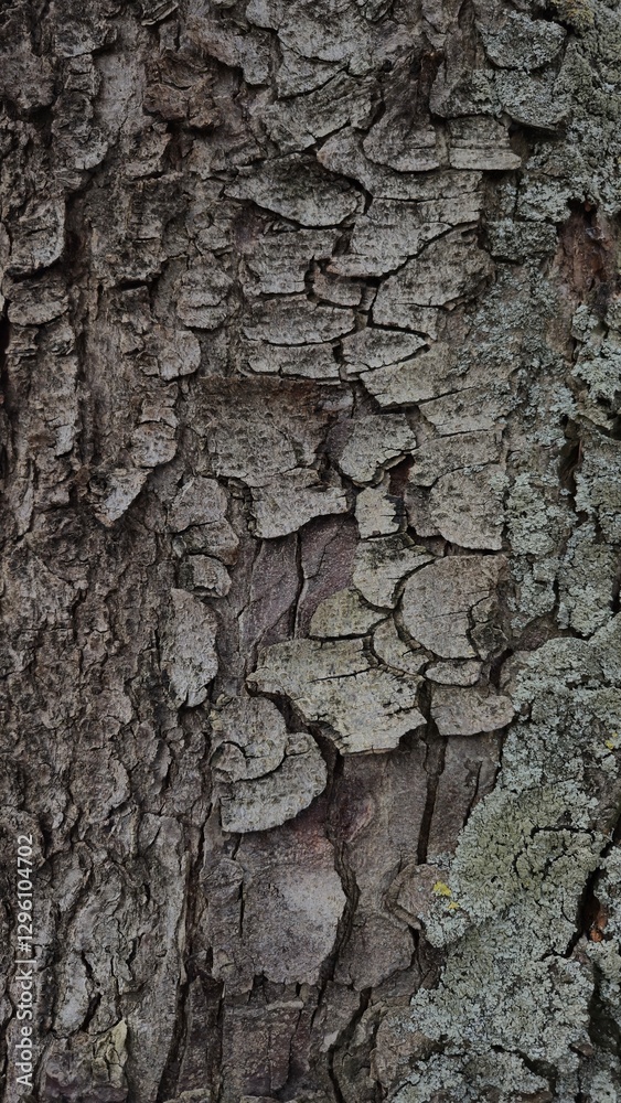 Fototapeta premium Texture, tree bark