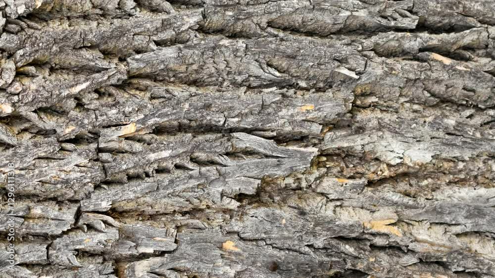 oak bark with visible details. background oak bark with visible details. background