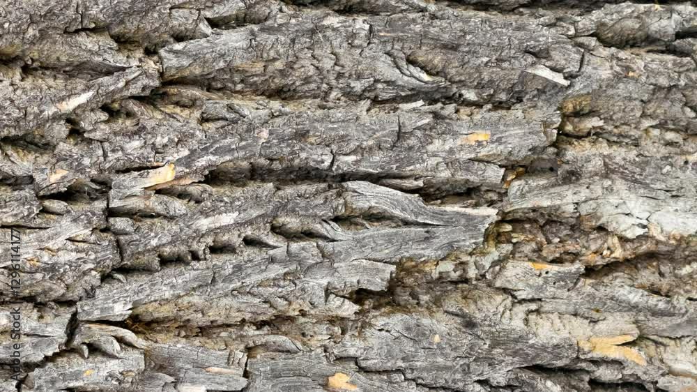 oak bark with visible details. background oak bark with visible details. background