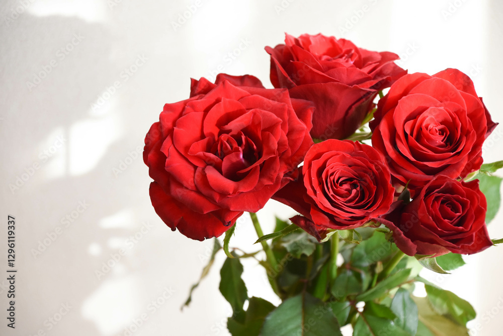 Fototapeta premium 赤い薔薇