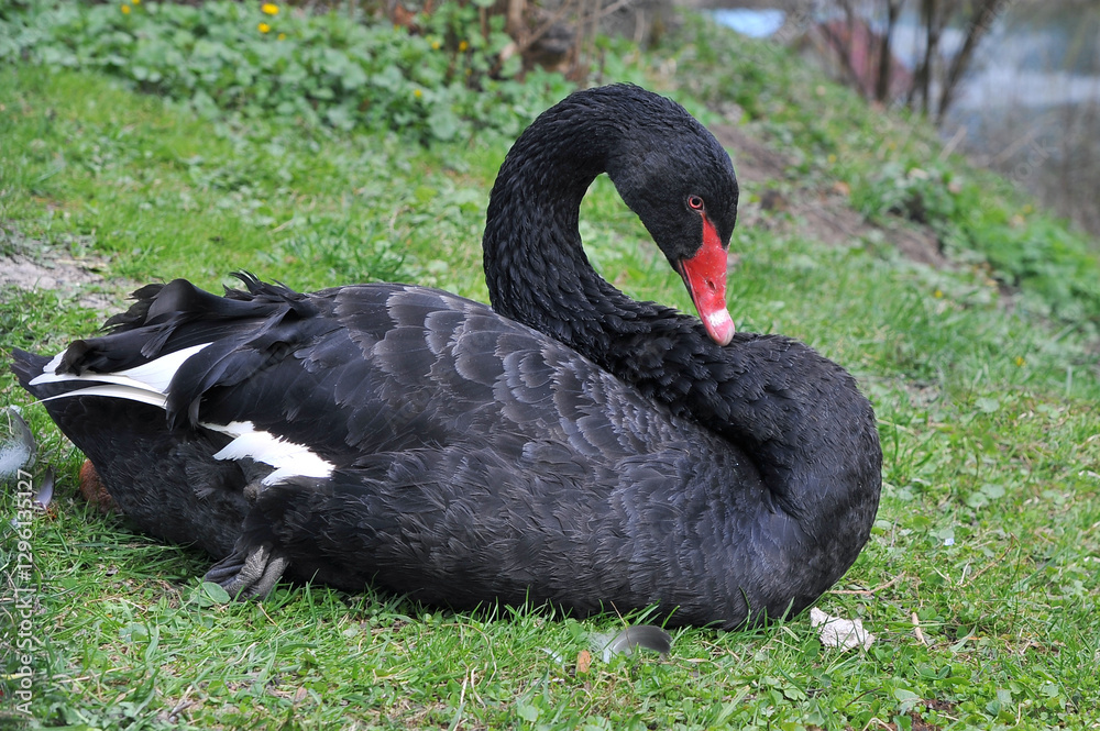 Fototapeta premium Graceful black swan Cygnus atratus resting on the green grass near the pond. Fauna ,waterbirds,wild swan's in spring concept.Free copy space.