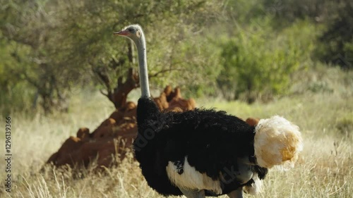 Slow motion video of a somali ostrich wandering through the savanna of Samburu National Reserve in Kenya