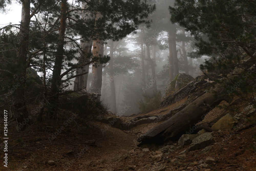 Fototapeta premium The mist settles in the forest