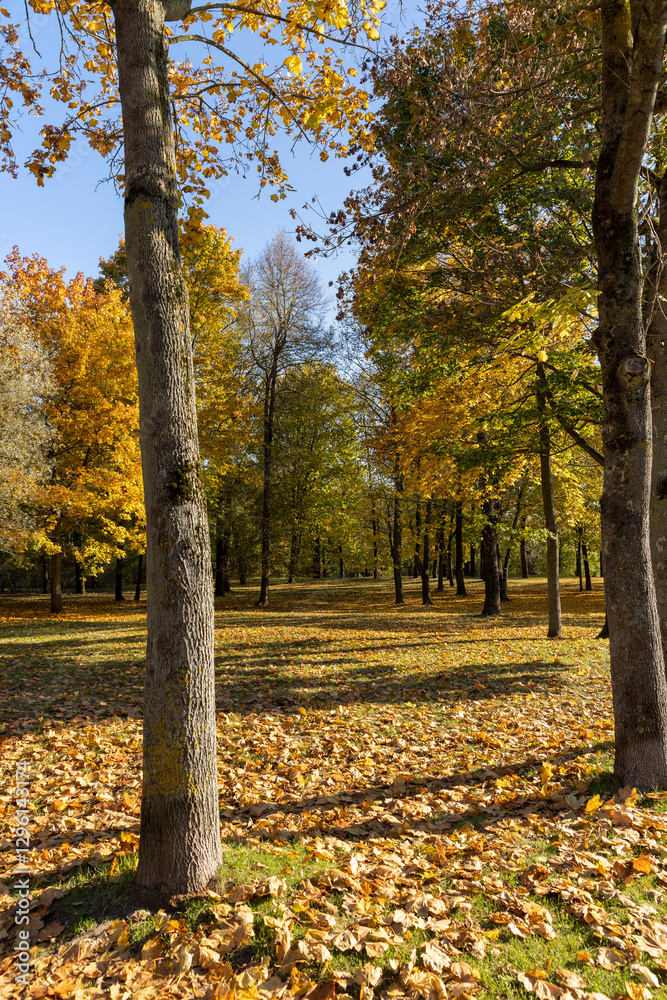 landscape in the park with yellowing maple foliage in sunny weather landscape in the park with yellowing maple foliage in sunny weather