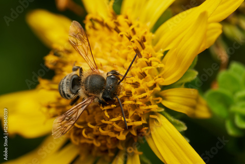 detailed macro view of bee pollination photo