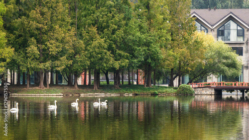 Fototapeta Naklejka Na Ścianę i Meble -  A tranquil lakeside idyll: a poetic tableau of swans and green trees at Ziyu Park, Beijing, China