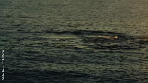 Wallpaper Mural A whale breaches the ocean surface at sunset, creating a dramatic splash as golden sunlight reflects off the waves, capturing nature’s raw power. Torontodigital.ca