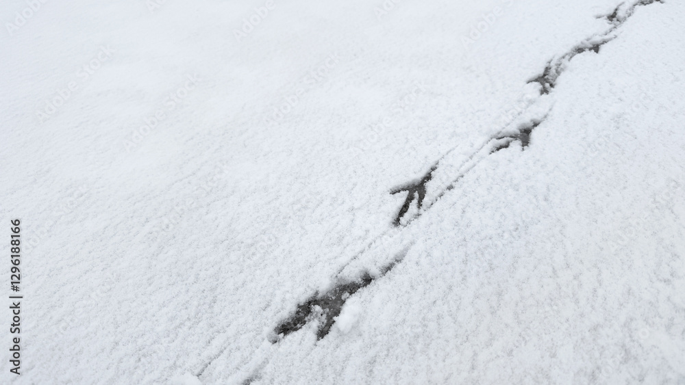Interesting abstract white background with bird tracks. Interesting abstract white background with bird tracks.