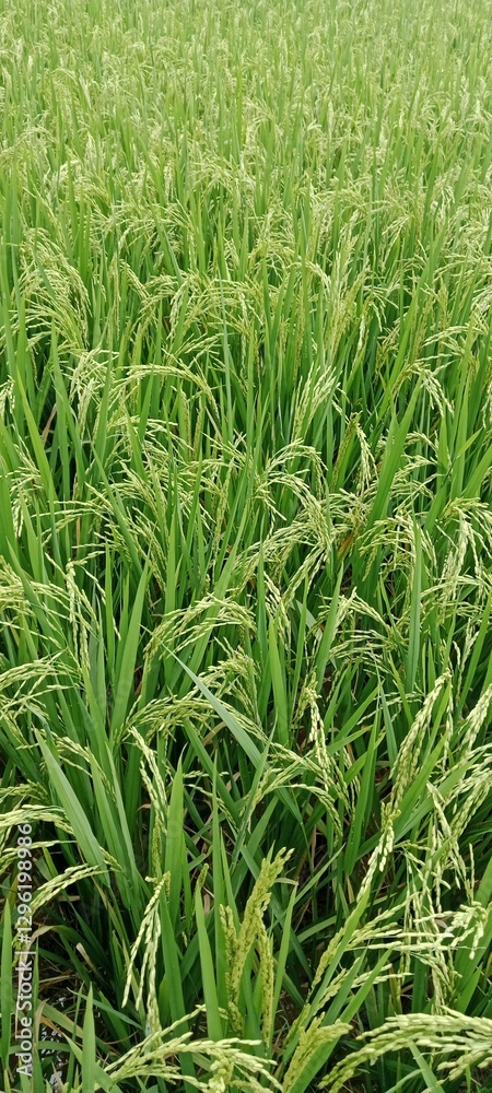 Rice plants (Oryza sativa) are the main food crop that grows in muddy rice fields with sufficient water. The lush green rice fields create a calming natural view. Rice plants (Oryza sativa) are the main food crop that grows in muddy rice fields with sufficient water. The lush green rice fields create a calming natural view.
