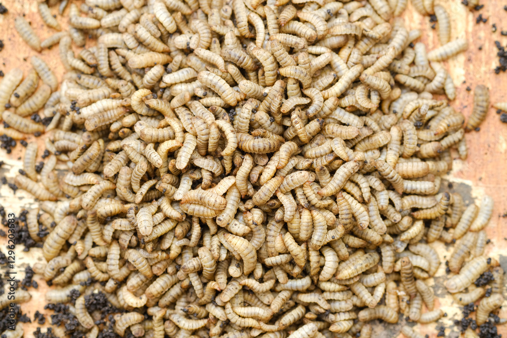 Black Soldier Fly Larvae (Hermetia illucens) or maggots are animals that are able to decompose organic waste, and are also commonly used as protein-rich animal feed. Black Soldier Fly Larvae (Hermetia illucens) or maggots are animals that are able to decompose organic waste, and are also commonly used as protein-rich animal feed.