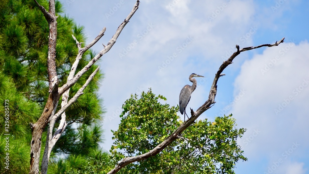 Large grey Heron on a tree branch in the Florida everglades Large grey Heron on a tree branch in the Florida everglades