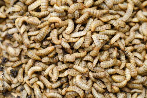 Black Soldier Fly Larvae (Hermetia illucens) or maggots are animals that are able to decompose organic waste, and are also commonly used as protein-rich animal feed.