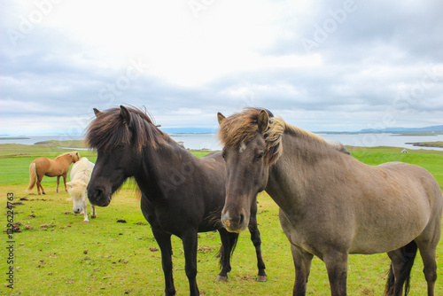Horses in Iceland