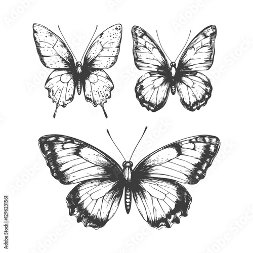 Hand Drawn Illustration Of Three Butterflies With Detailed Wing Patterns