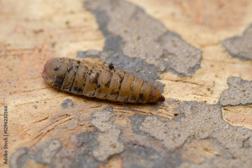 Black Soldier Fly Larvae (Hermetia illucens) or maggots are animals that are able to decompose organic waste, and are also commonly used as protein-rich animal feed. Black Soldier Fly Larvae (Hermetia illucens) or maggots are animals that are able to decompose organic waste, and are also commonly used as protein-rich animal feed.