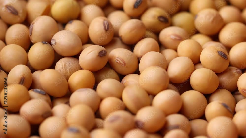 Close-up of soybeans rotation Close-up of soybeans rotation