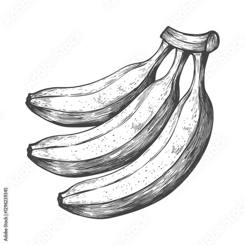 Hand Drawn Sketch Of Three Ripe Bananas