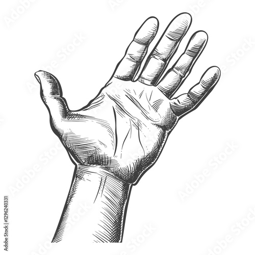 Hand With Outstretched Palm Detailed Line Art Sketch