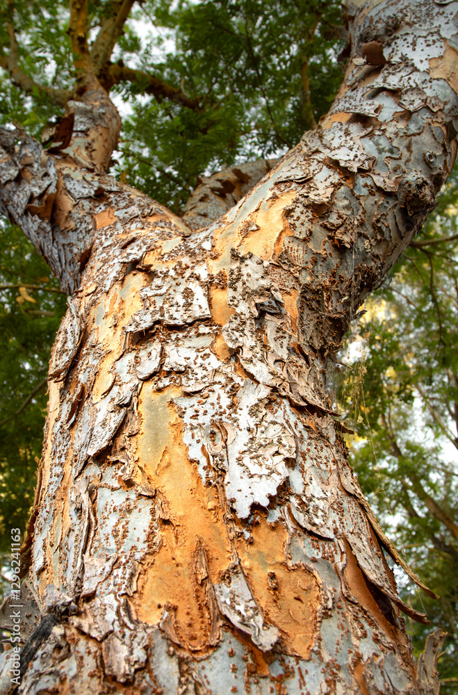 Obraz premium Looking up at a tree with peeling bark