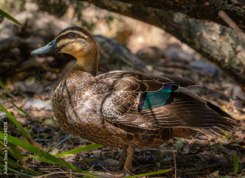 A Duck relaxing under a tree