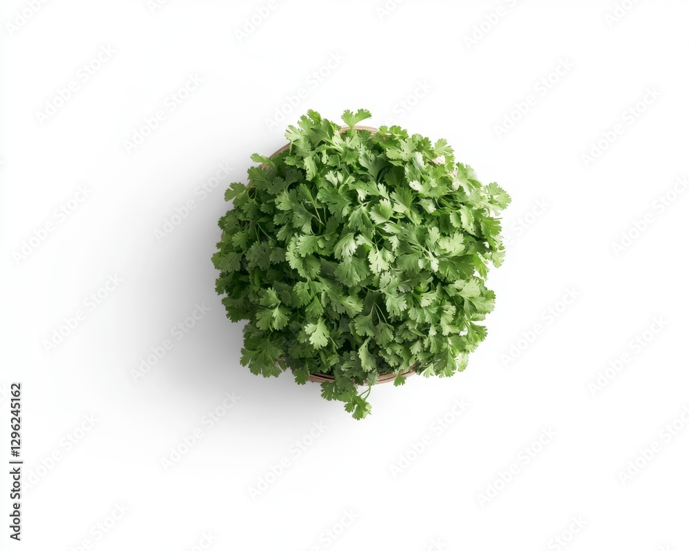 Fototapeta premium Fresh Cilantro Herb in Pot on White Background for Cooking and Recipes