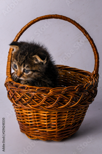 small gray
 kitty