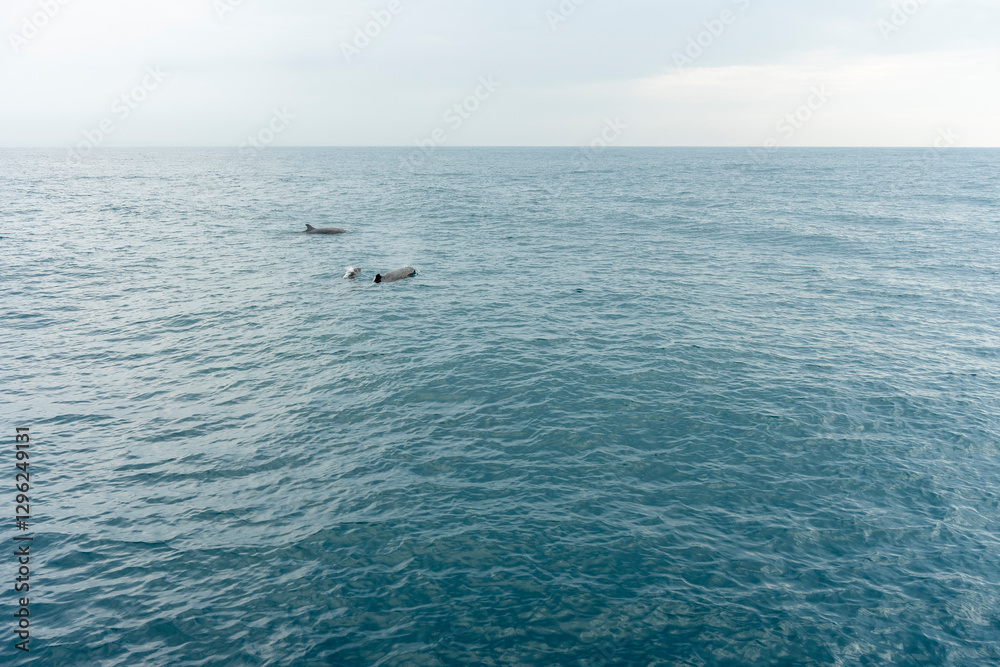 In Sri Lanka, there are tours that allow you to see wild whales in the Indian Ocean. In Sri Lanka, there are tours that allow you to see wild whales in the Indian Ocean.