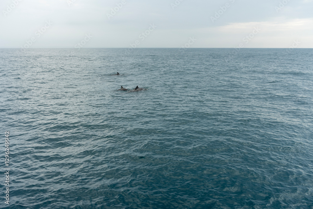 In Sri Lanka, there are tours that allow you to see wild whales in the Indian Ocean. In Sri Lanka, there are tours that allow you to see wild whales in the Indian Ocean.