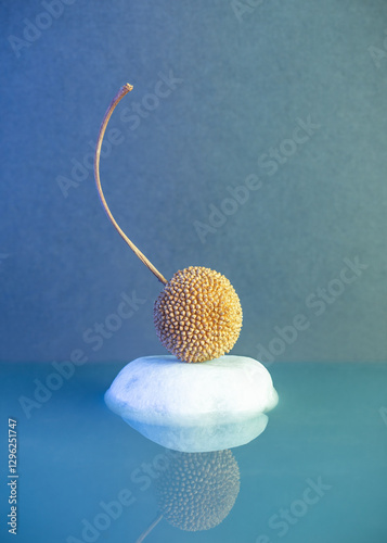 Still life photography. Staged with plane tree fruit on limestone in blue water. Studio photograph of a plant, seed and achenes on a blue background.
