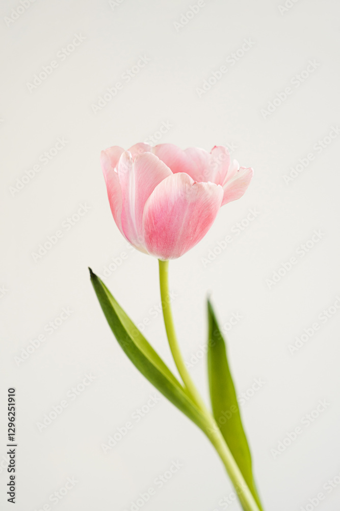 Naklejka premium Elegant Pink Tulip Blooming with Green Leaves and Stem on Light Background. Floral, Spring, and Nature Theme. Perfect for Marketing, Design and Creative Project