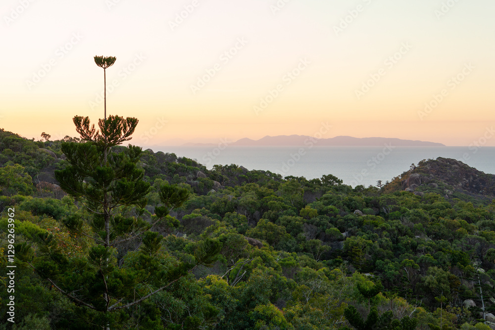 Obraz premium Abendlicht im Wald – Sonnenuntergang auf Magnetic Island. Hoop Pine (Araucaria cunninghamii) Kiefernwald.
