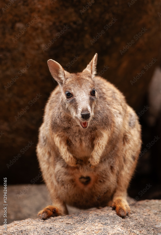 Naklejka premium Entzückender Felsenbewohner. Ein Felskänguru auf Magnetic Island, Australien.