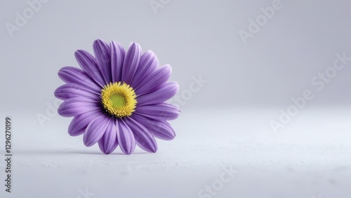 Solitary Plum Purple Daisy with Yellow Center on White Surface in Studio Setting Showing Soft Lighting