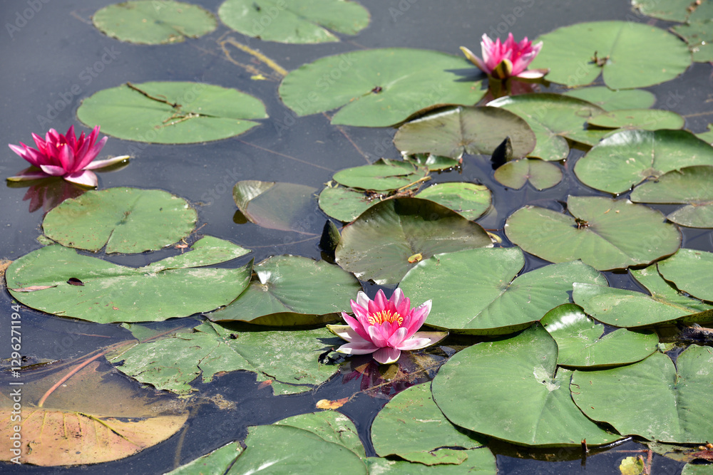 Nelumbo. lotus flower on the water. sacred delicate flower in the lake. large beautiful pink flower with green leaves. natural flower background. large round leaves. close-up. beauty in nature Nelumbo. lotus flower on the water. sacred delicate flower in the lake. large beautiful pink flower with green leaves. natural flower background. large round leaves. close-up. beauty in nature