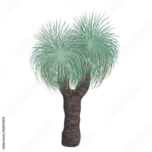 Xanthorrhoea tree vector isolated illustration. The Grass tree, native Australian endemic flora element.
