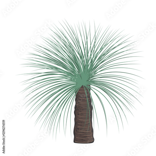 Young Xanthorrhoea tree vector isolated illustration. The Grass tree, native Australian endemic flora element.