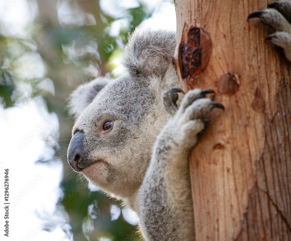 Fototapeta premium Süsser Koala am Baum klammernd.