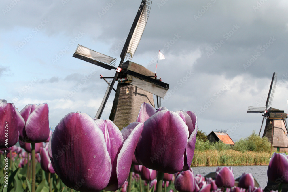 Colourful tulips in a Dutch landscape
