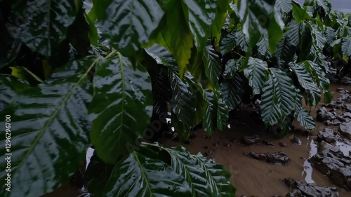A close-up shot of vibrant green coffee plant leaves, wet with rain, showcasing the glossy texture and fresh appearance of the plants in a farm field photo