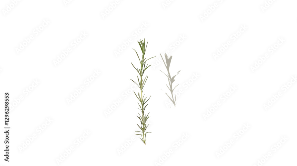 Obraz premium Sprig of rosemary with alpha channel for easy editing